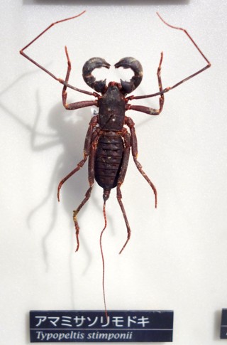 Typopeltis stimpsonii