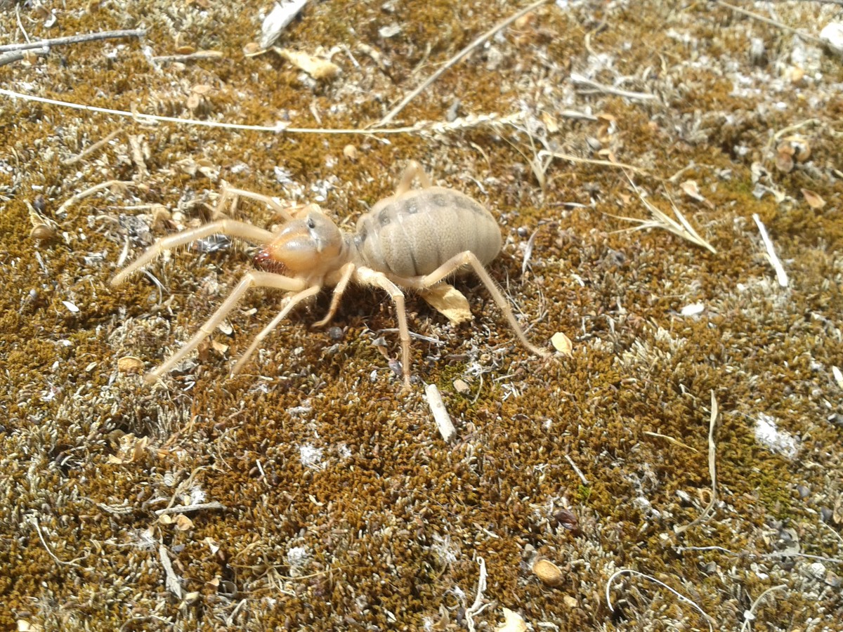 Galeodes araneoides