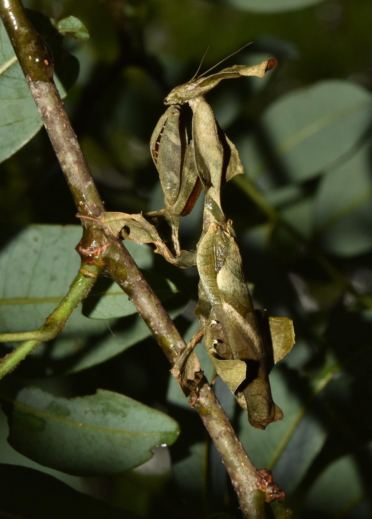 Phyllocrania paradoxa