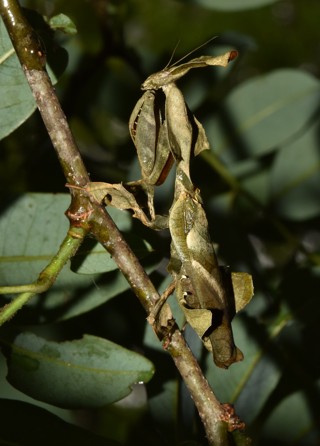 Phyllocrania paradoxa