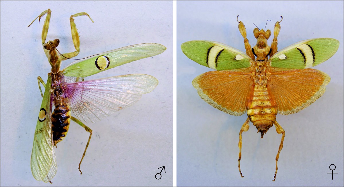 Creobroter pictipennis