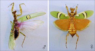Creobroter pictipennis