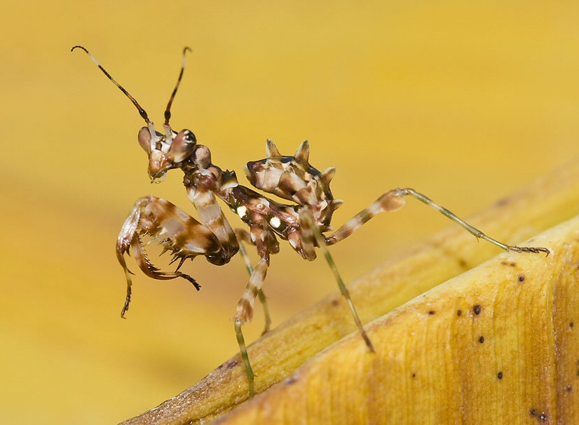 Pseudocreobotra ocellata