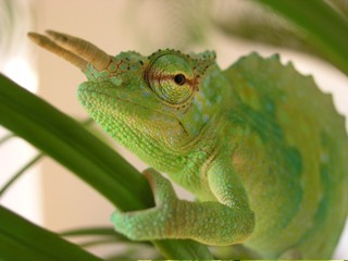 Trioceros montium