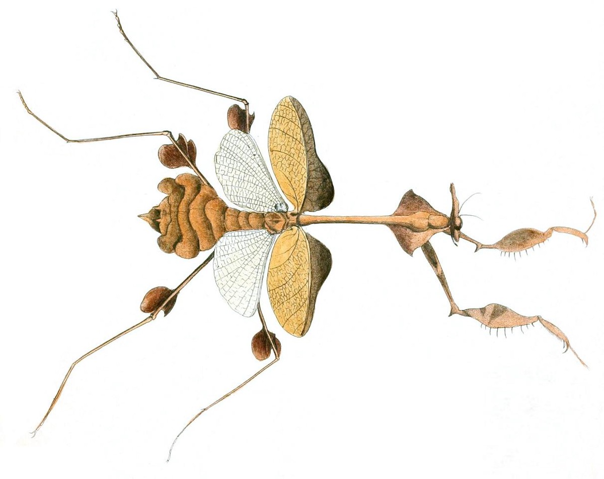 Gongylus gongylodes
