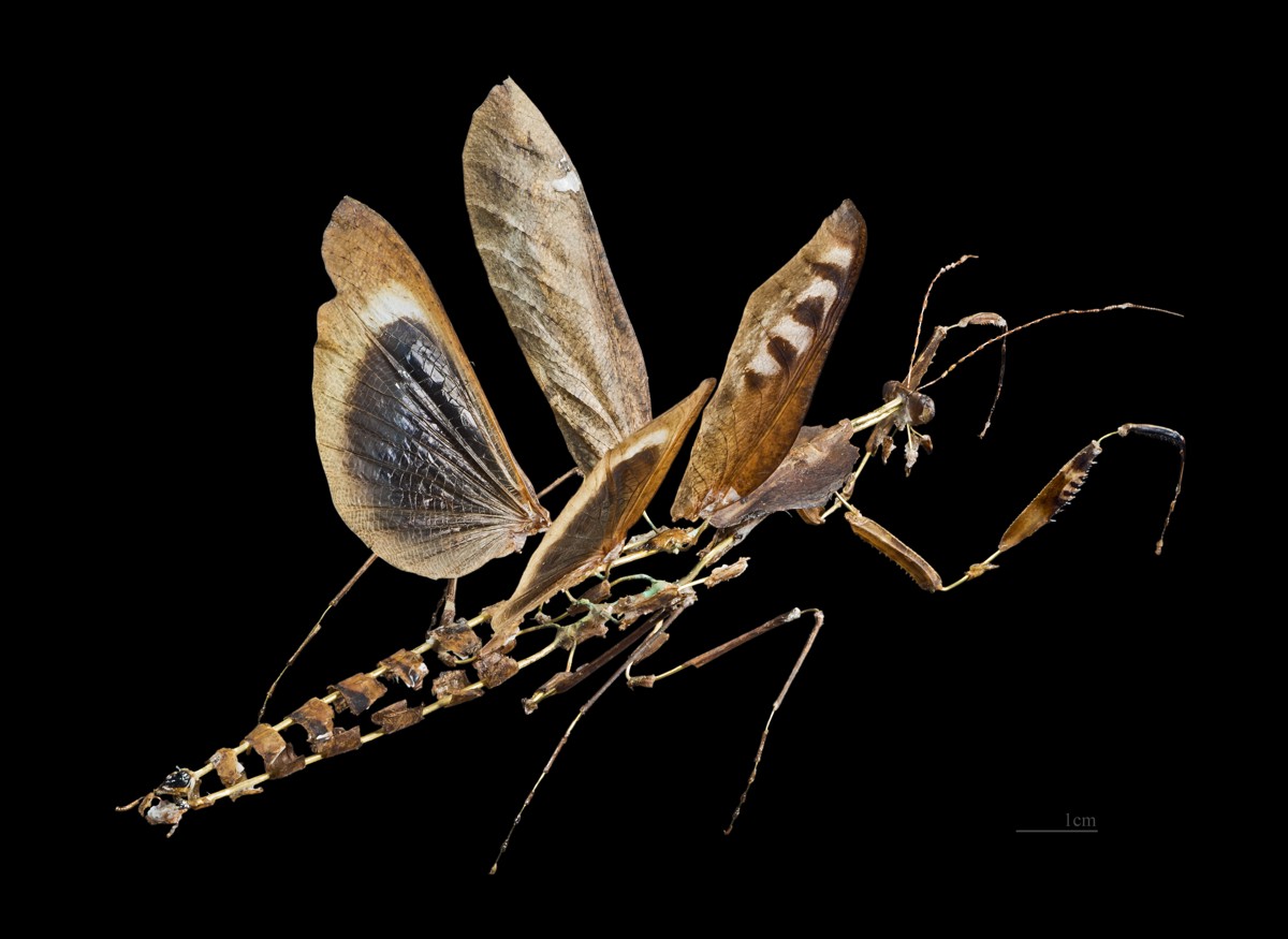 Deroplatys desiccata