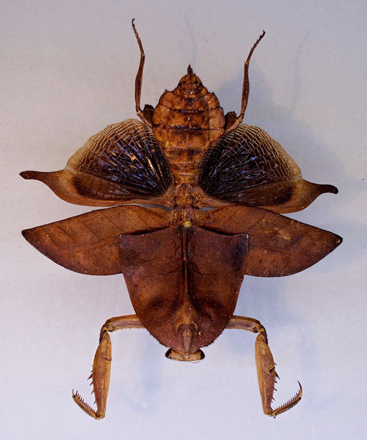 Deroplatys truncata