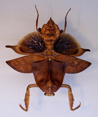 Deroplatys truncata