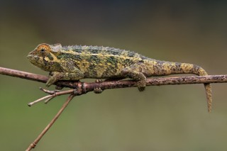 Trioceros rudis