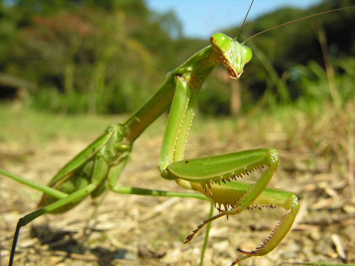 Tenodera aridifolia