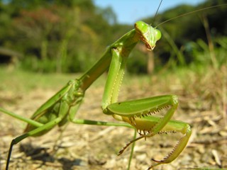 Tenodera aridifolia
