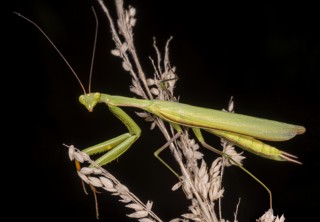 Mantis religiosa