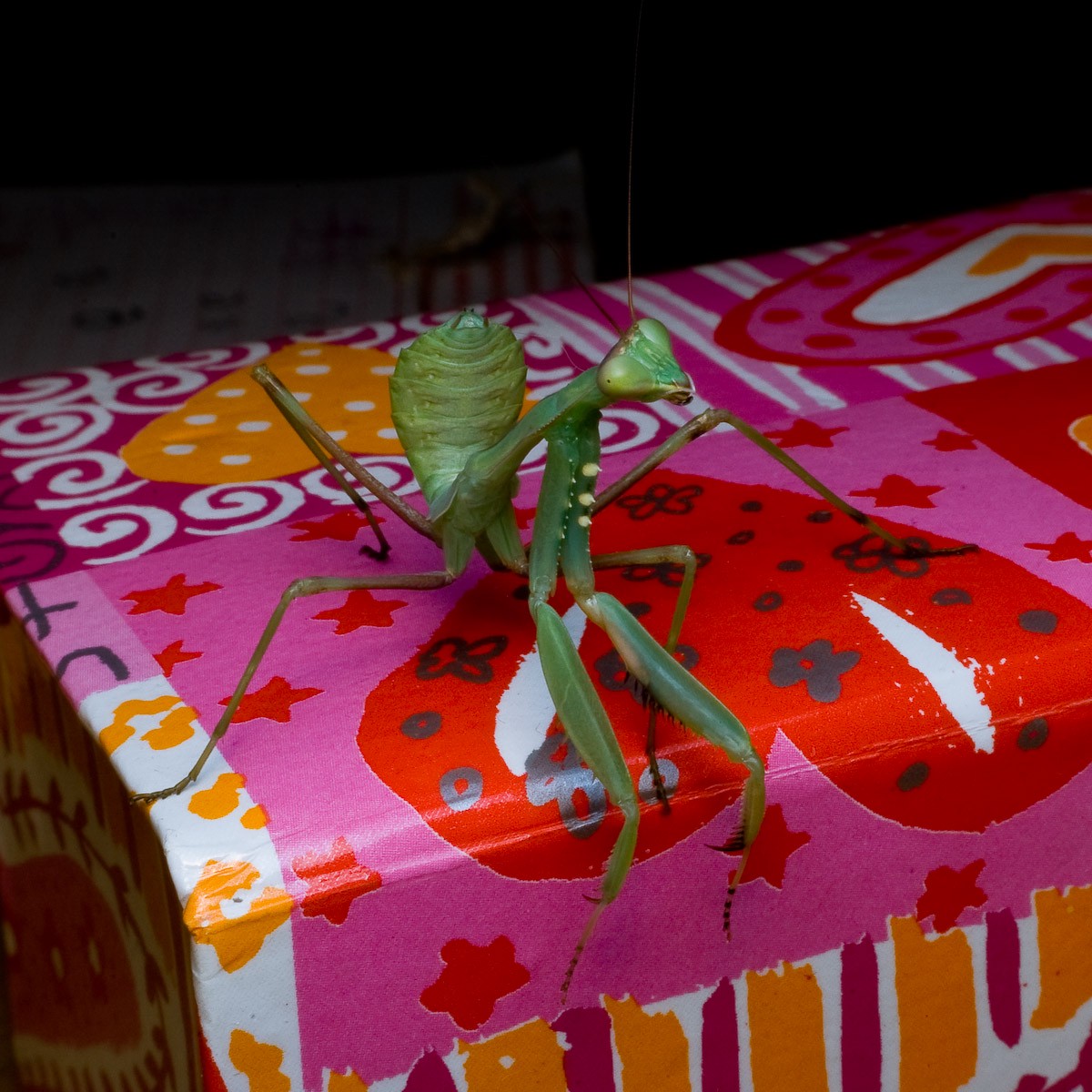 Sphodromantis gastrica
