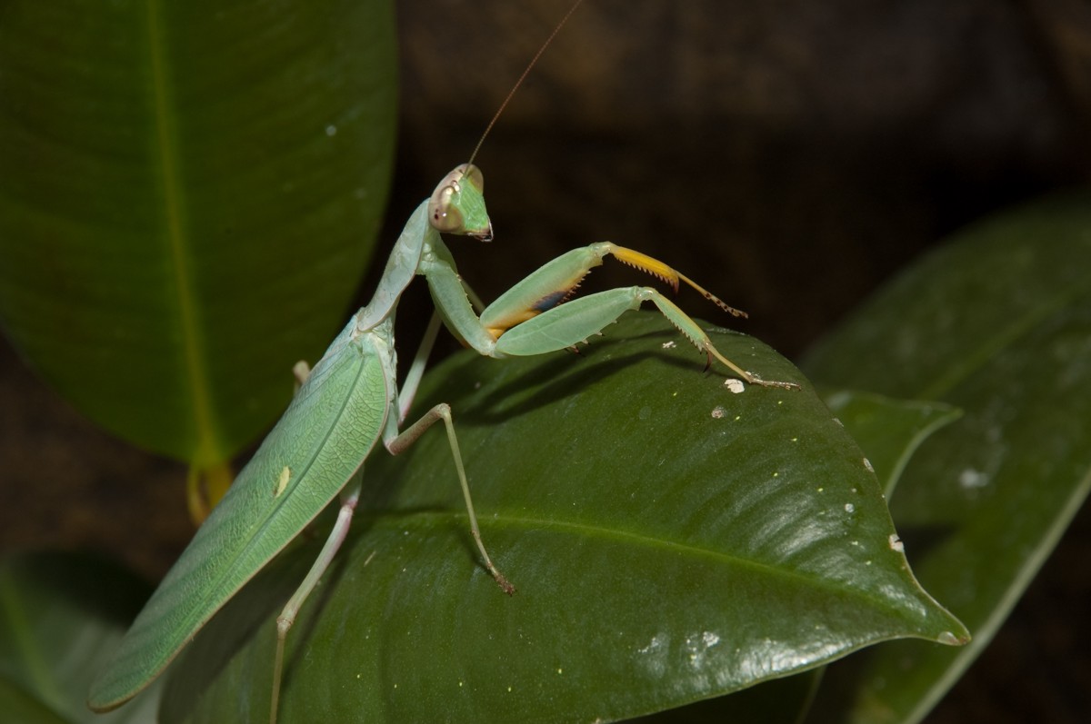 Sphodromantis baccettii