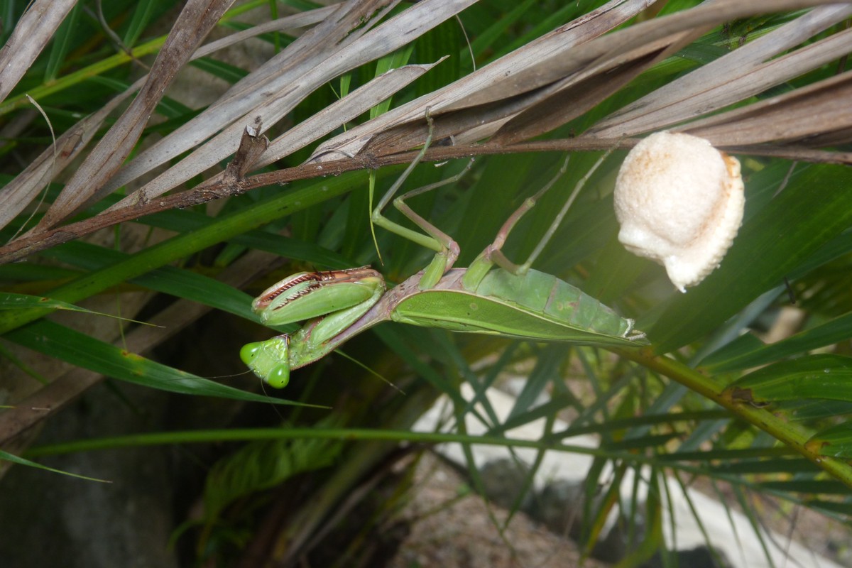 Hierodula majuscula
