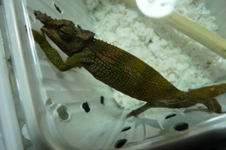Kinyongia boehmei