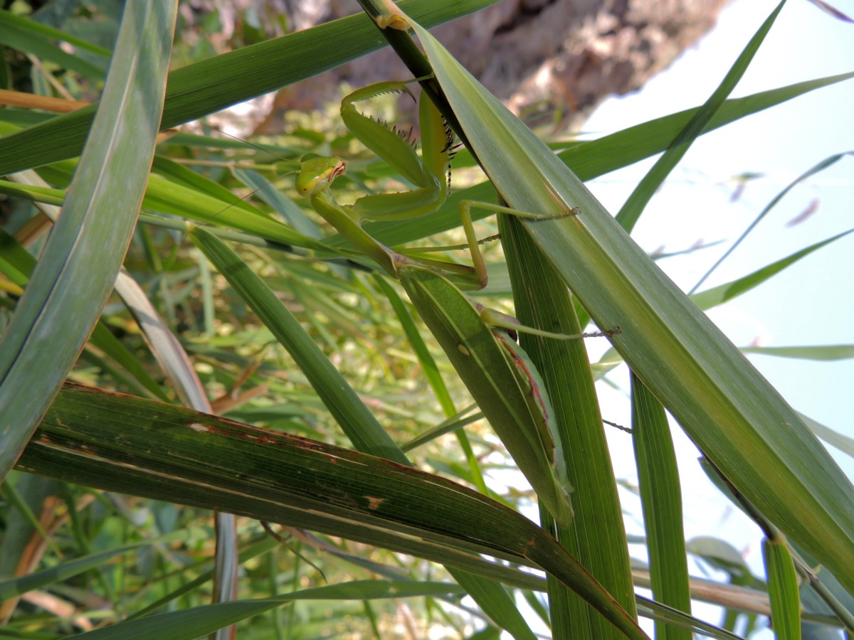 Hierodula tenuidentata