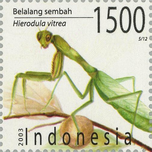Hierodula venosa