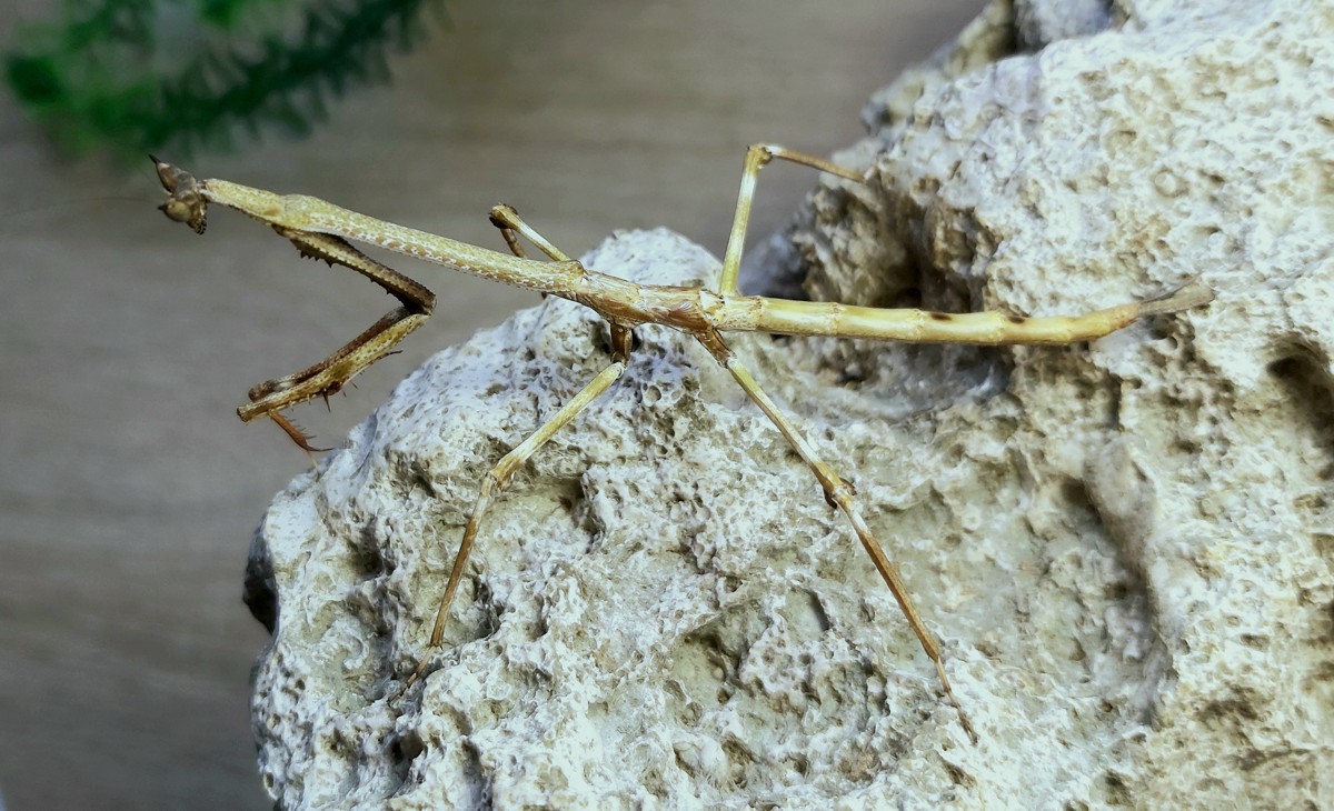 Heterochaeta orientalis