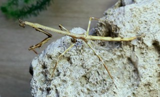 Heterochaeta orientalis