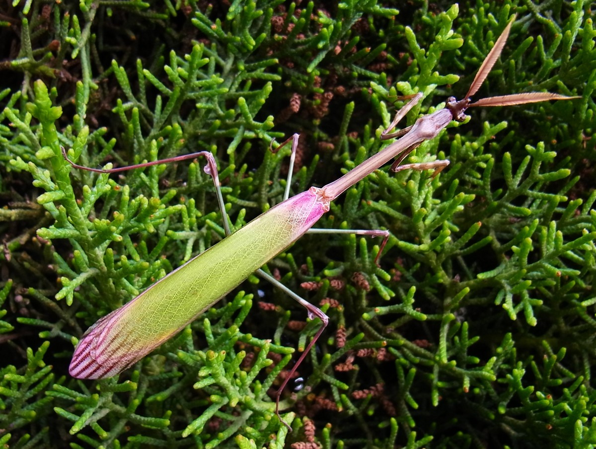 Empusa pennata