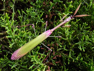 Empusa pennata