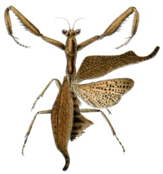 Acanthops falcataria