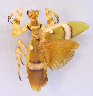 Theopropus elegans