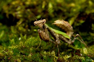 Acromantis formosana