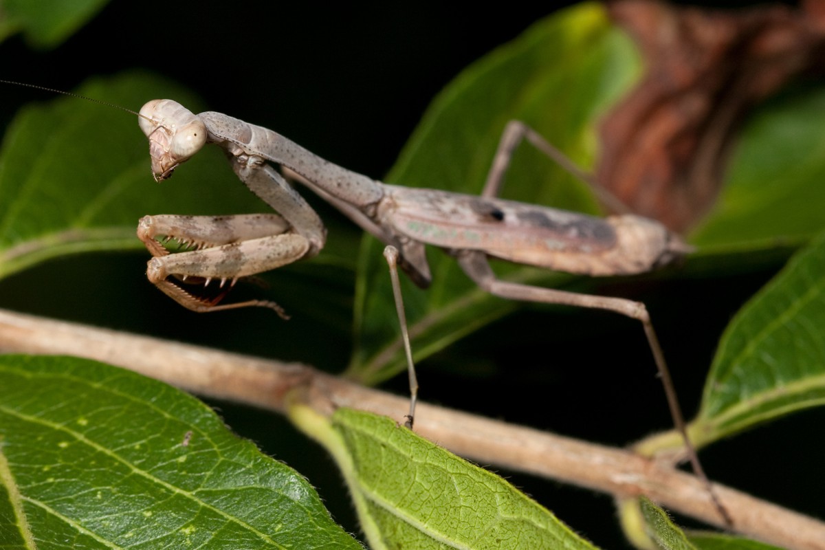 Stagmomantis carolina