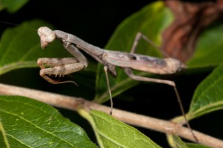 Stagmomantis carolina