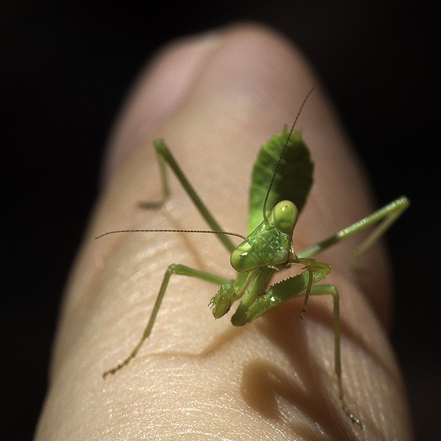 Stagmomantis californica