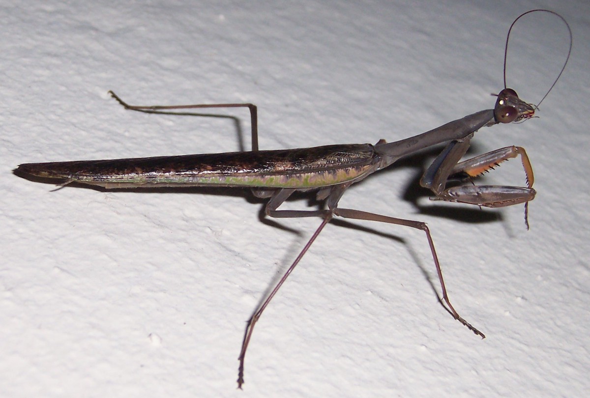 Polyspilota aeruginosa