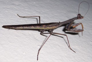 Polyspilota aeruginosa