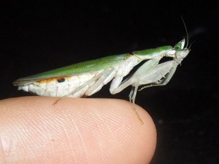 Pseudoharpax virescens