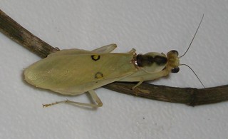 Chloroharpax modesta