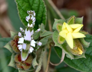 Harpagomantis tricolor
