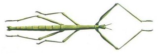 Bacillus rossius