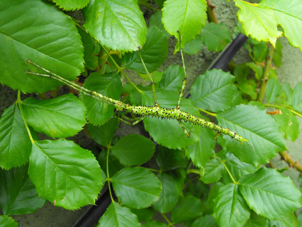 Acanthoxyla prasina