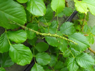 Acanthoxyla prasina