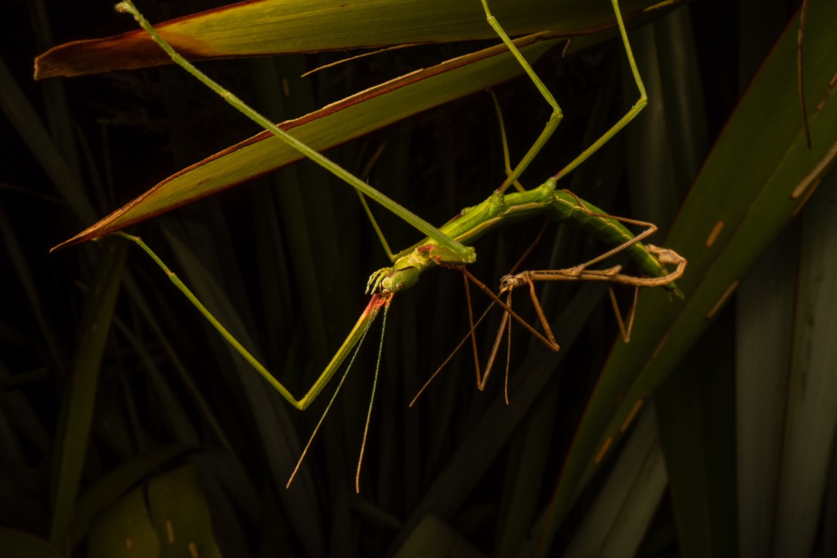 Clitarchus hookeri