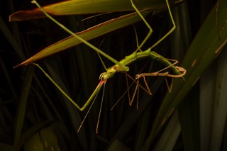 Clitarchus hookeri
