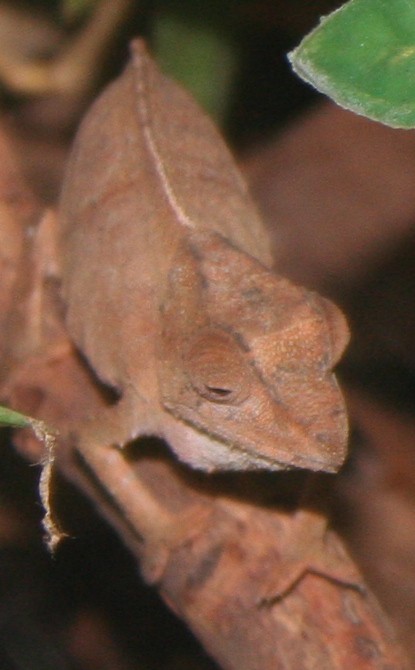 Rhampholeon temporalis