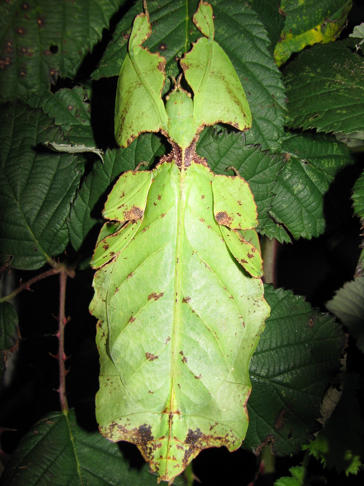 Pulchriphyllium giganteum