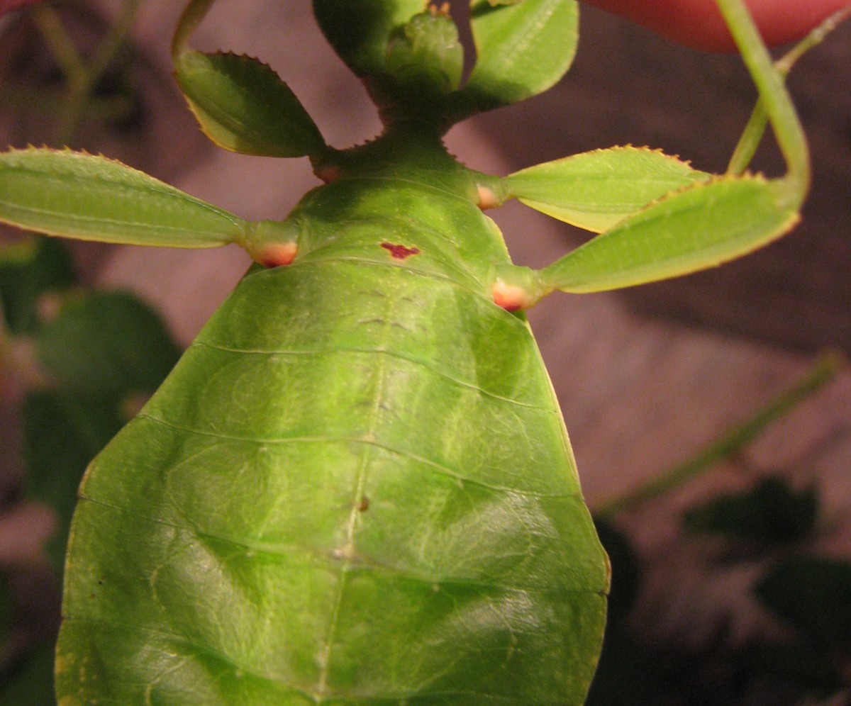 Phyllium philippinicum