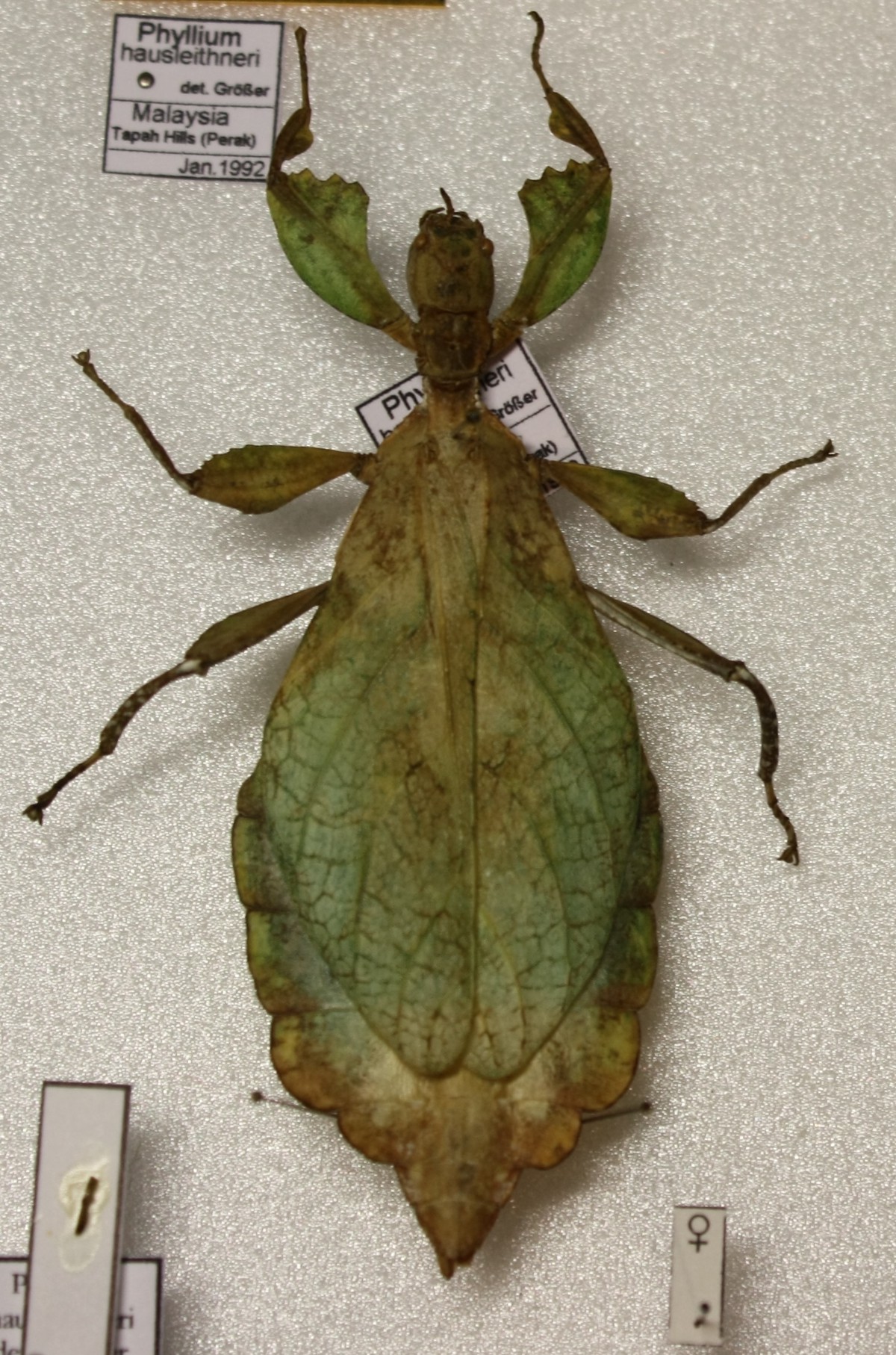 Phyllium hausleithneri