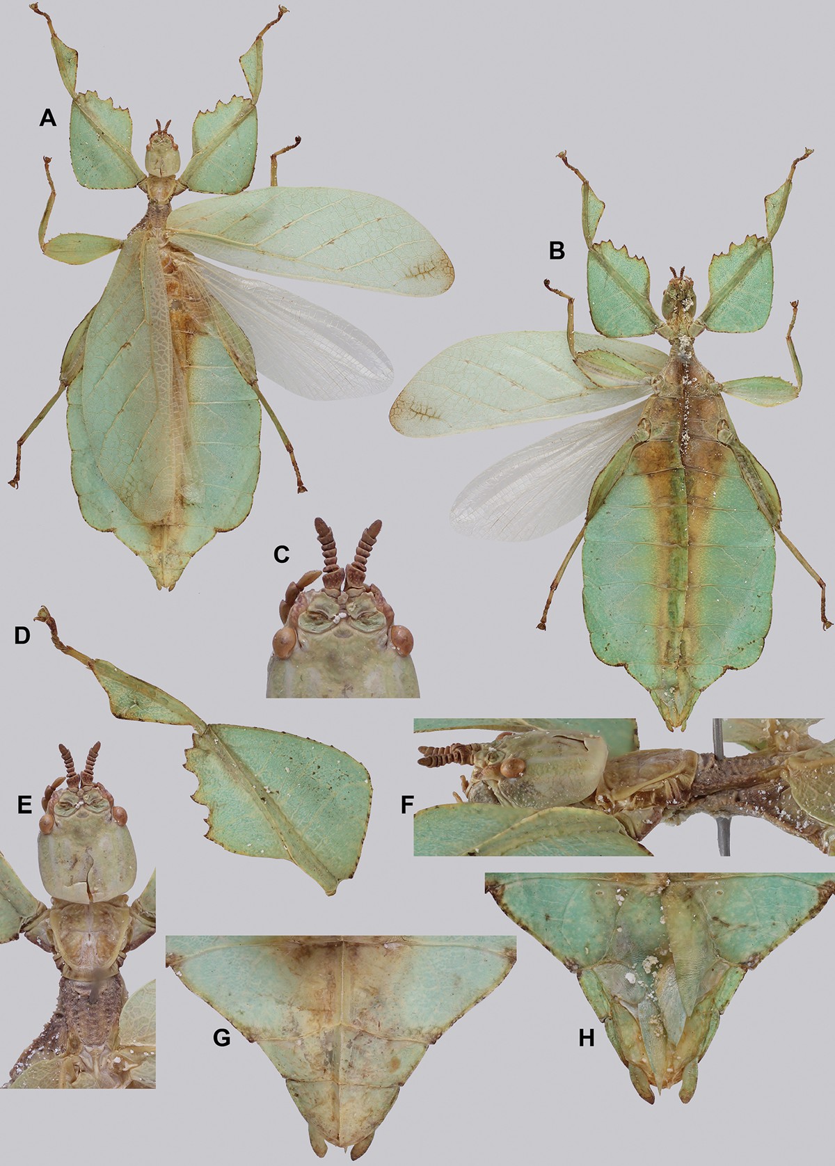 Cryptophyllium westwoodii