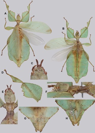 Cryptophyllium westwoodii