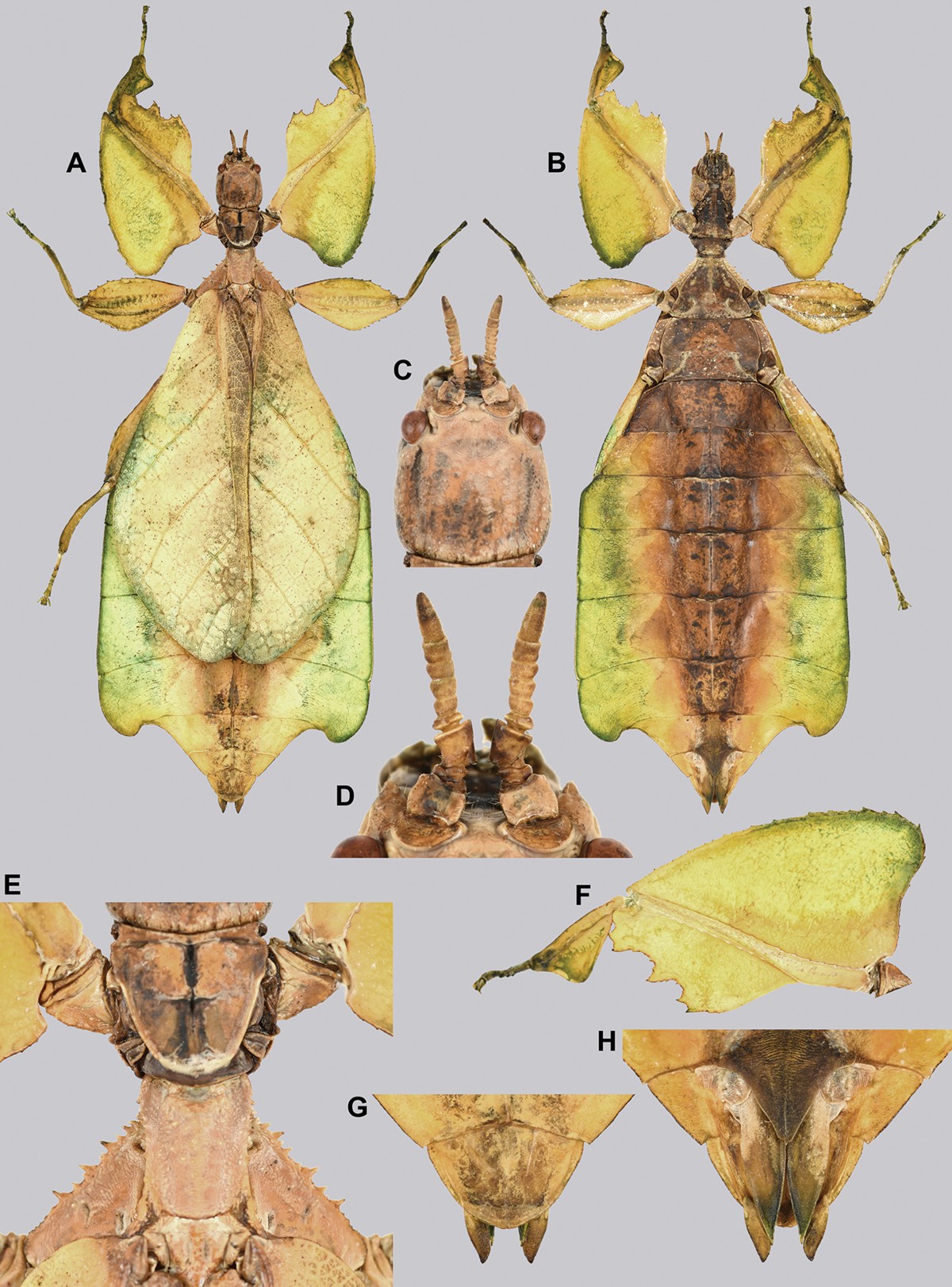 Cryptophyllium limogesi