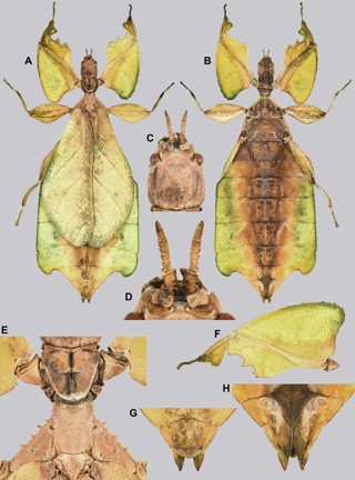 Cryptophyllium limogesi